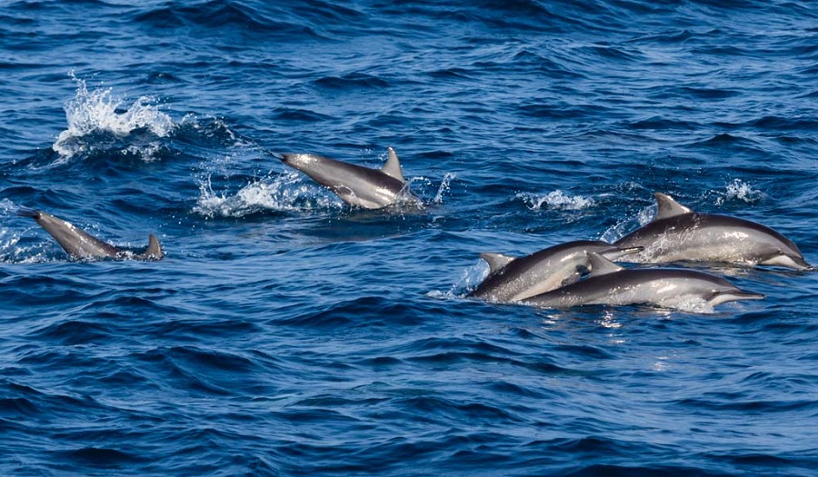 Dolphin Watching in Sri Lanka